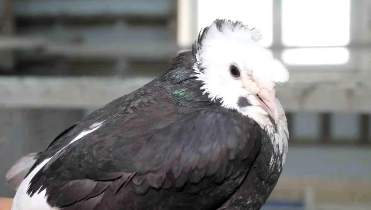 Bayburt Güvercini: Türk Fısıldayıcısı
