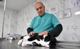 Mersin Büyükşehir Belediyesi Kediyi Kurtardı