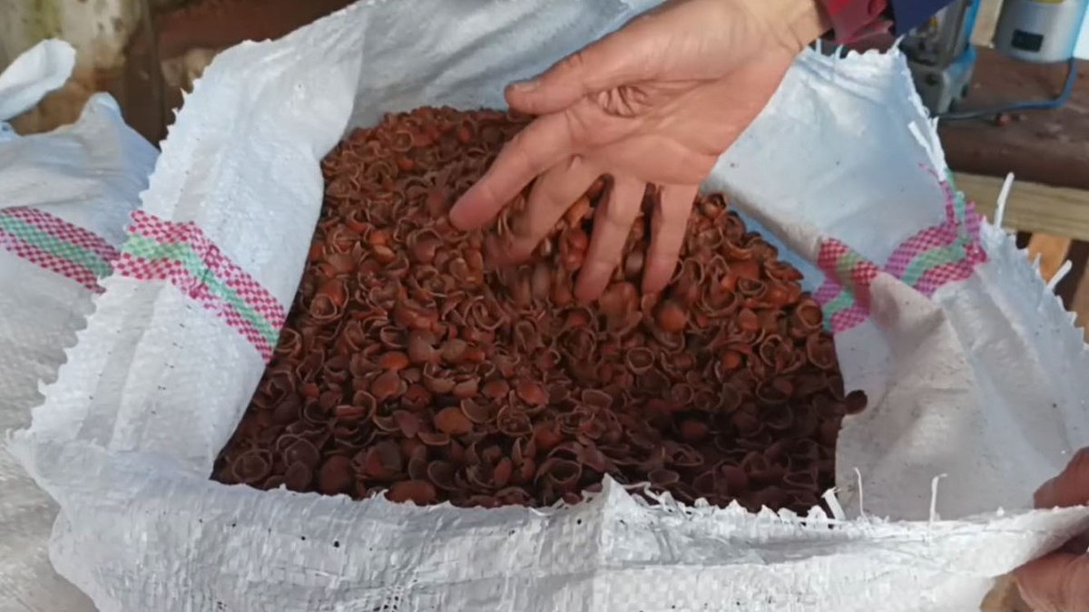 Karadeniz’de odun yerine kullanılan fındık kabuğu fiyatları düştü