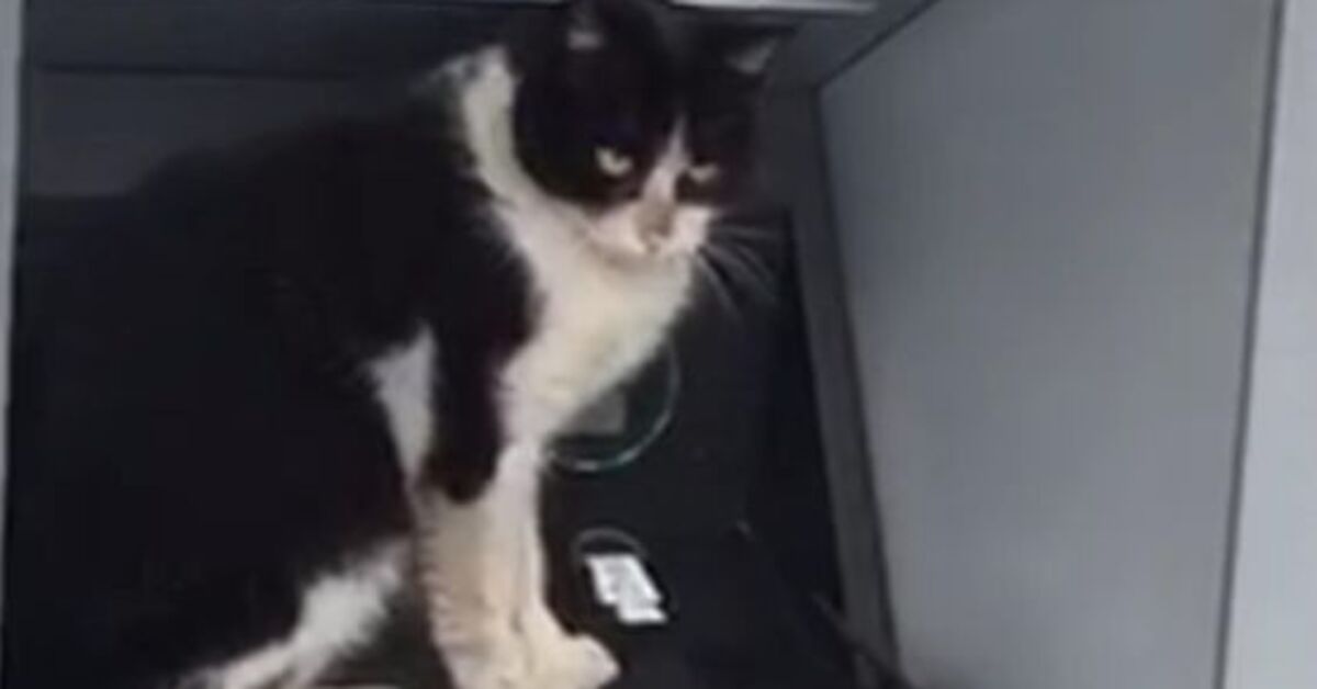 Ardahan’da soğukta ATM’ye sığınan kedi, işlem için gelenleri bekletti