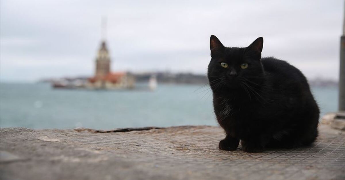 Edebiyatımızda pati sesleri! İşte kediler için yazıp çizilenler…