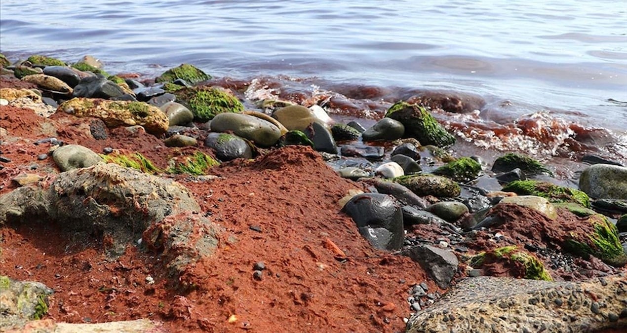 Tekirdağ’da sahili kırmızı yosun kapladı